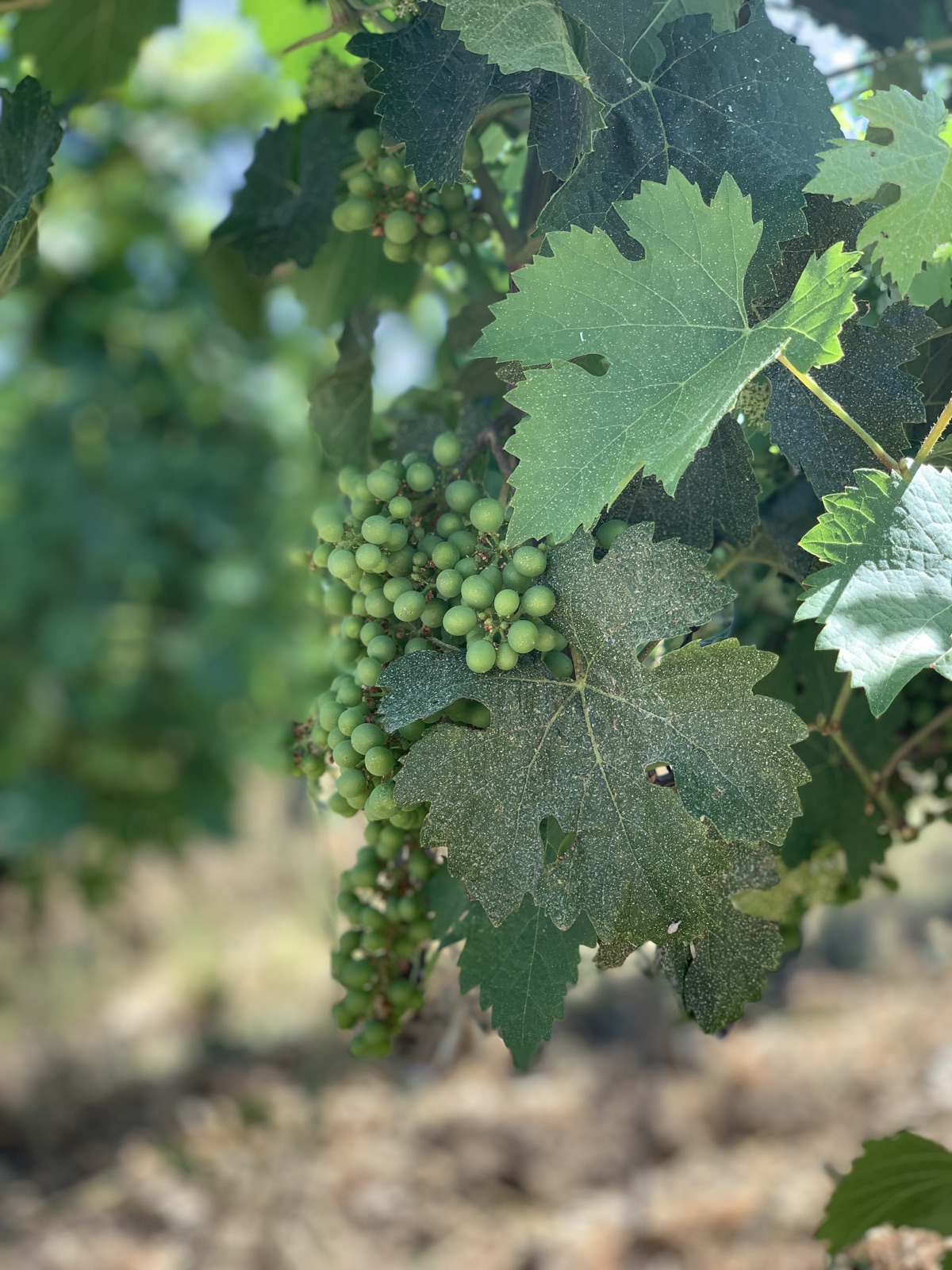 Sangiovese vines, Chianti Classico
